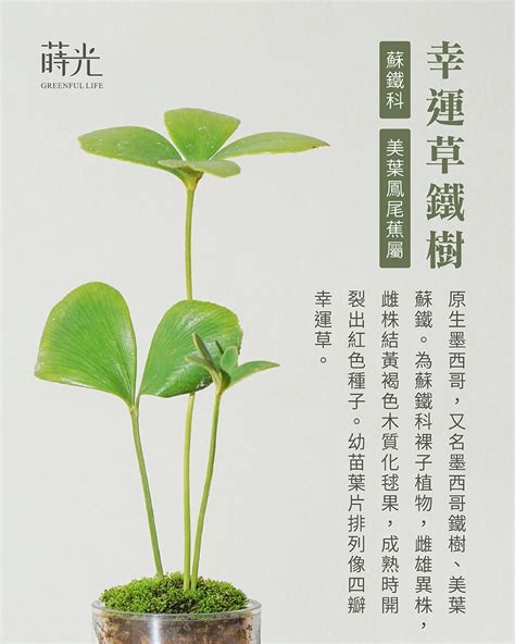 幸運草鐵樹|蒔光系列｜【幸運草鐵樹】觀葉植物 單